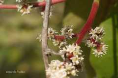 Buchanania cochinchinensis